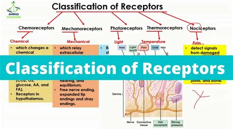 receptors synonym biology.